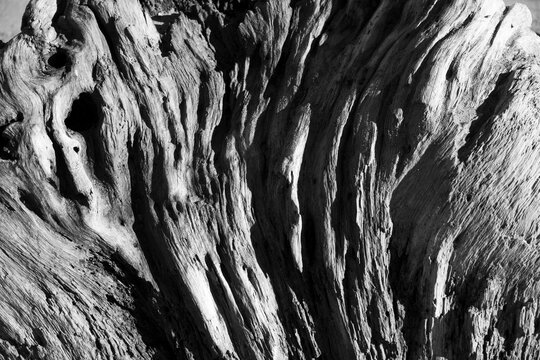 Tree Roots Show Texture and Patterns in Black and White Sunlight