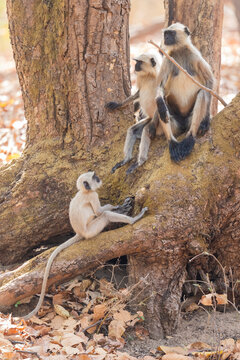 Langurs Sitting At The Base Of A Tree, Kanha National Park, India  