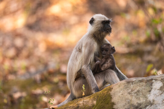 Mother Langur With Baby On A Rock, Kanha National Park, India  
