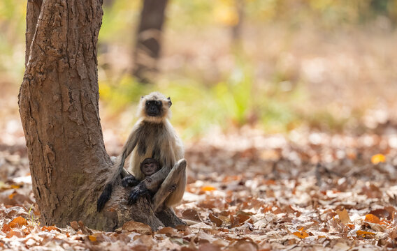 Mother Langur With Baby Portrait  