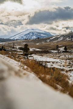 Yellowstone bison herd grazing in winter landscape