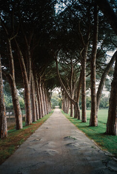 Tree lined path beneath tall canopy in park