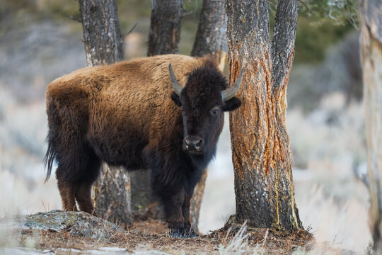 American bison standing near trees in yellowstone national park