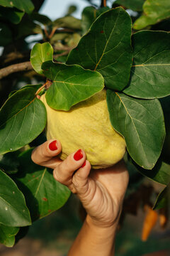 Hand holding quince on tree branch in sunlight