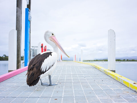 Pelican Stands on the Dock Near the Water on a Cloudy Day