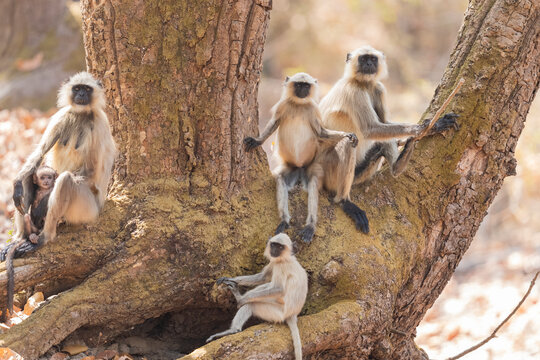 Group Of Langurs In Kanha National Park, India  