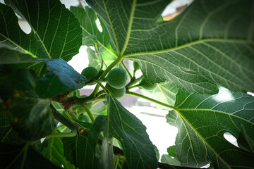 Fototapeta premium green figs still in an early stage of growth, currently green and immature.