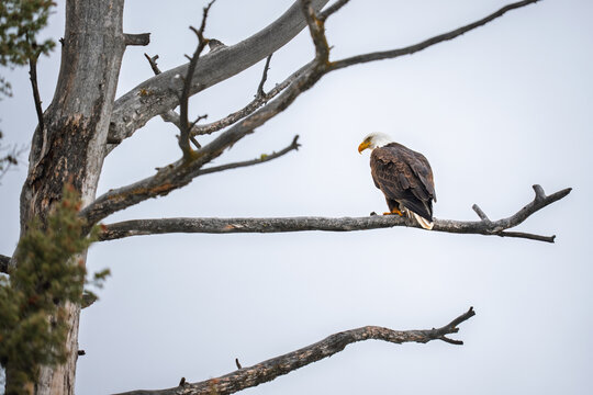 Bald eagle perching on a dead tree branch against a pale sky