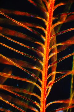 Micrograph of Bird Contour Feather Detail