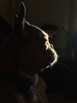 French bulldog portrait in dramatic window light