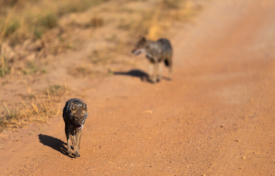 Two Golden Jackals Walking Along A Dusty Road  