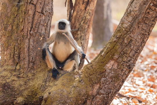 Northern Plains Gray Langur Portrait  