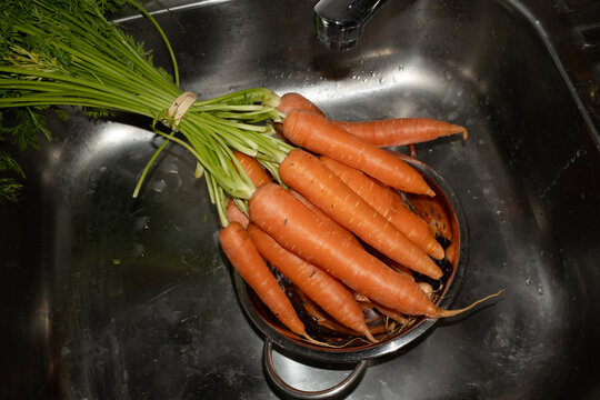 Fresh Carrots In Sink