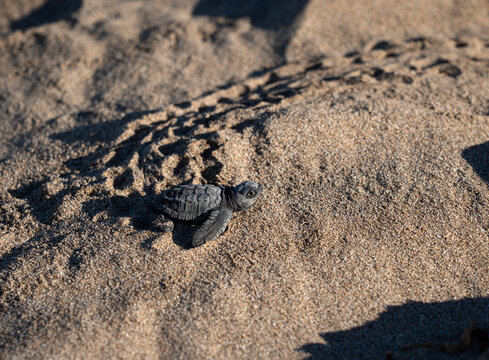 Newborn Turtle Crawls on Beach Sand to Reach the Ocean