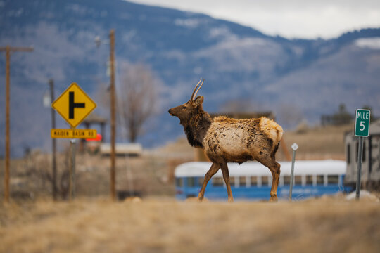 Elk crossing road near maiden basin road sign