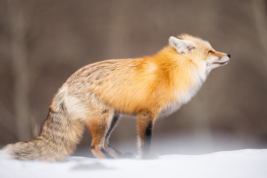 Red fox observing surroundings in yellowstone winter snow