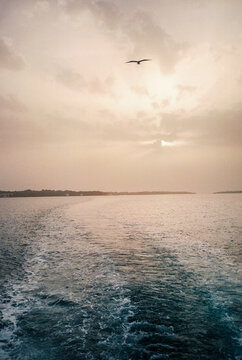 Seagull flying over open sea at sunset