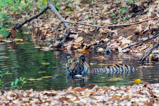 Bengal Tiger Bathing In A Stream In Bandhavgarh National Park  