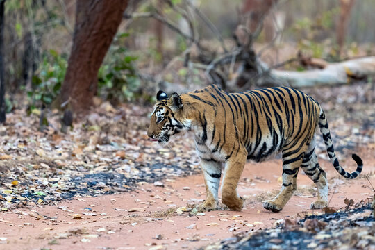 Female Tiger Walks On A Sandy Road, Bandhavgarh National Park, India  