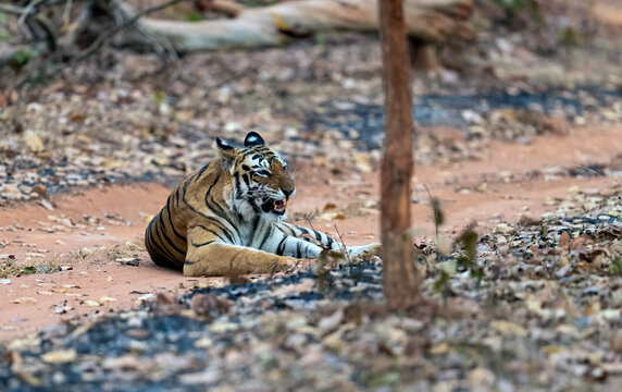 Tiger Resting On A Sandy Road, Bandhavgarh National Park, India  