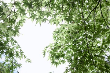 Fototapeta premium Fresh Green Maple Leaves Against Sky