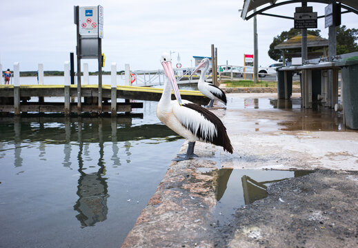 Pelicans Near Dock at Waterfront in Cloudy Weather