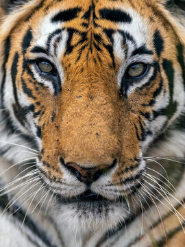 Tiger Face Closeup, Bandhavgarh National Park, India  