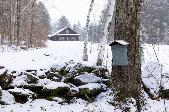 Vermont Farm Maple tree syrup bucket Log cabin home