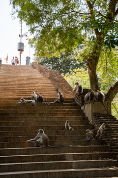 Monkeys at Temple, Sri Lanka, Asia.