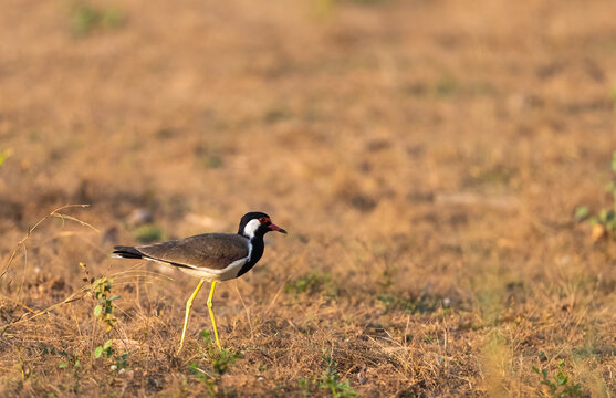 Red-Wattled Lapwing In Kanha National Park, India  