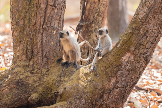 Two Langur Plays With A Stick In Kanha National Park, India  