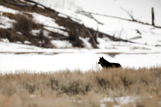 Black wolf pacing winter landscape yellowstone national park
