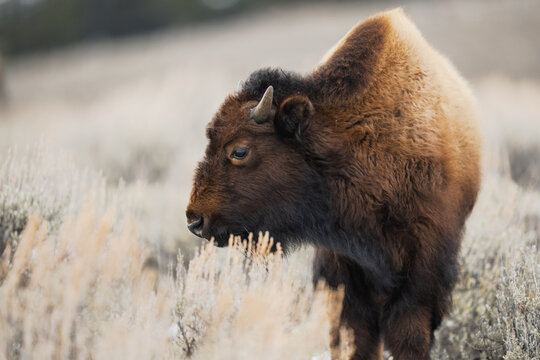 American bison calf standing in winter meadow
