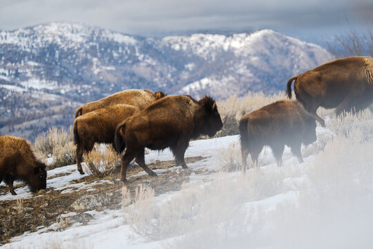 Bison herd traversing snowy mountain landscape in yellowstone