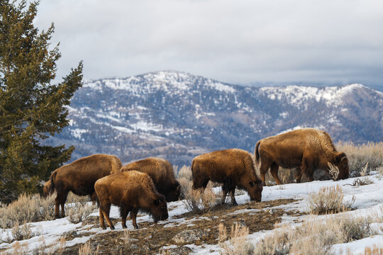 Bison herd grazing on snowy yellowstone mountainside
