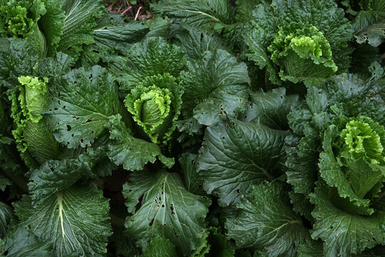 Closeup of ripe cabbage leaves in the background, in the countryside