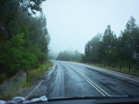 Driving on a Wet Road in Foggy Weather in a Forest Area