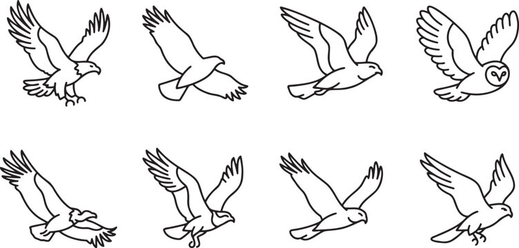 Set of eagles in various flight poses