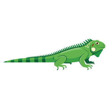 Green Iguana Iguana iguana vector color drawing featuring a large arboreal herbivorous lizard species. Ideal for reptile, nature, and exotic animal themed designs.