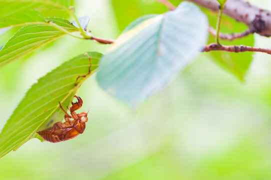 Cicada shell