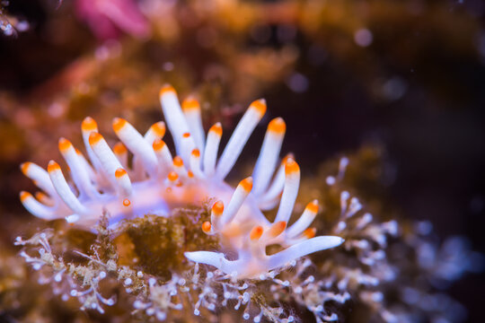 Nudibranch