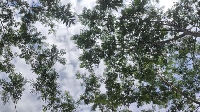 Shaded forest or plantation of sengon trees or silk trees or albizia cina or albizoa chinensis