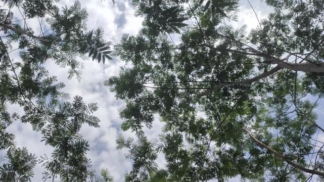 Shaded forest or plantation of sengon trees or silk trees or albizia cina or albizoa chinensis