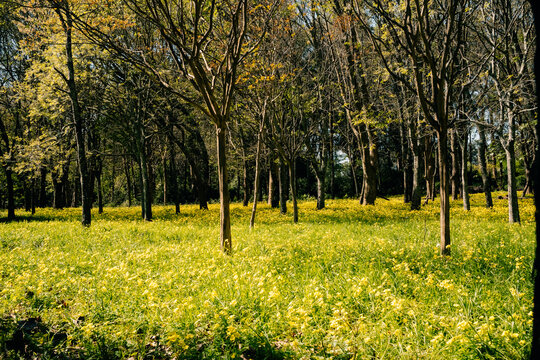 Bright Yellow Flowers Bloom in a Forest During Spring Time