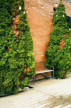 Bench between two cedar trees against a wall.