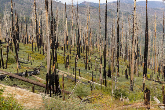 Fire  Trees Yosemite National Park landscape