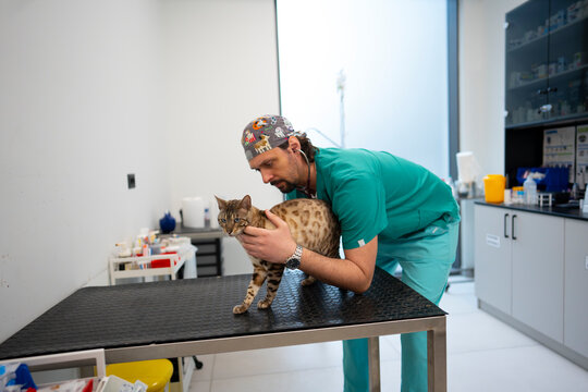Listening to Cat with Stethoscope in Clinic