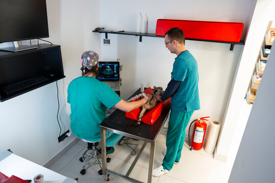 Vet staff using ultrasound for pets