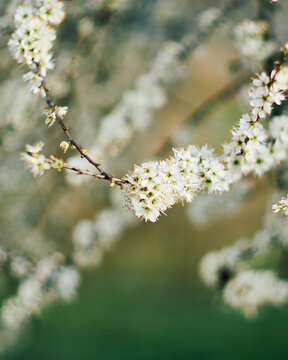 Beautiful white flowers of a blackthorn