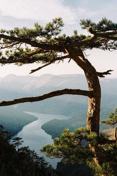 Pine tree above Drina River canyon in Tara National Park